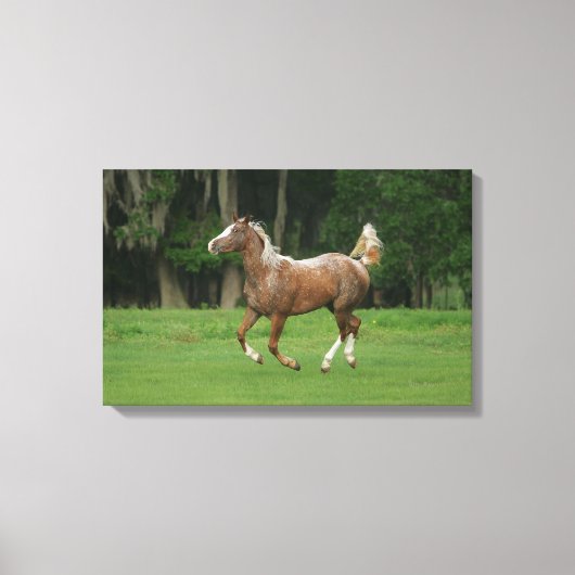 Paardenrennen van Appaloosa Canvas Afdruk (Voorkant)