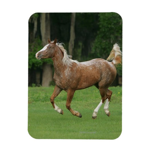 Paardenrennen van Appaloosa Magneet (Verticaal)