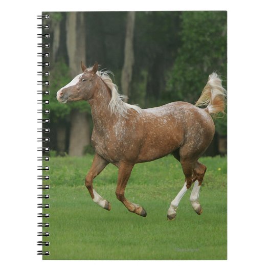 Paardenrennen van Appaloosa Notitieboek (Voorkant)