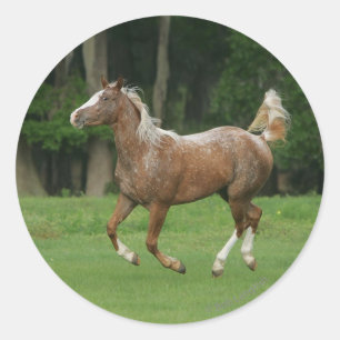 Paardenrennen van Appaloosa Ronde Sticker