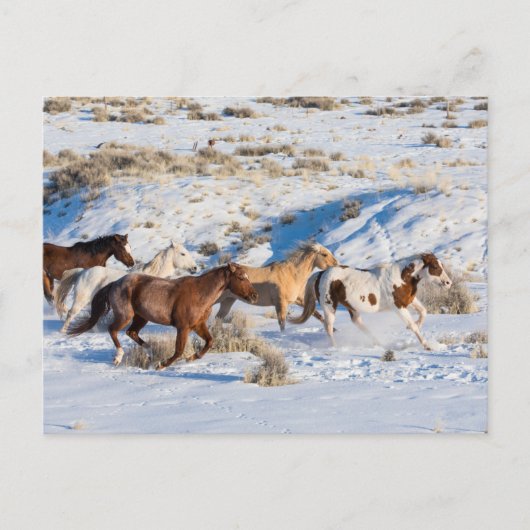 Paardenrit in de winter op Hideout Ranch Briefkaart (Voorkant)
