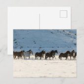 Paardenrit in de winter op Hideout Ranch Briefkaart (Voorkant / Achterkant)