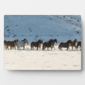 Paardenrit in de winter op Hideout Ranch Fotoplaat (voorkant)