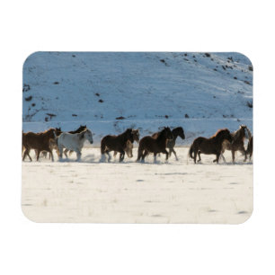 Paardenrit in de winter op Hideout Ranch Magneet