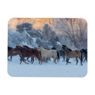 Paardenrit in de winter op Hideout Ranch Magneet