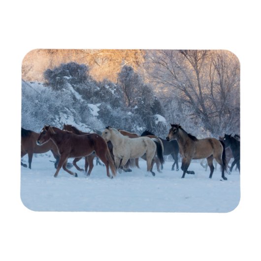 Paardenrit in de winter op Hideout Ranch Magneet (Horizontaal)