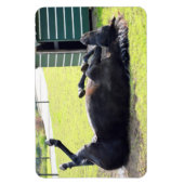 Paardenrollende Flexibele Magneet (Verticaal)