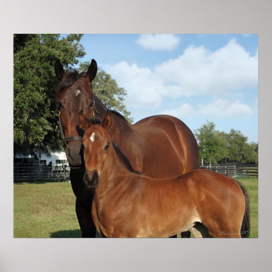 Paardenroyale afdrukken -24x20 -klik voor kleiner poster (Voorkant)