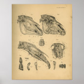 Paardenschedel Anatomy 1908  afdrukken Poster (Voorkant)