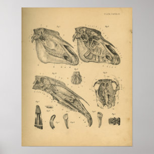 Paardenschedel Anatomy 1908  afdrukken Poster