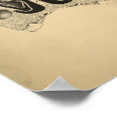 Paardenschedel Anatomy 1908  afdrukken Poster (Hoek)