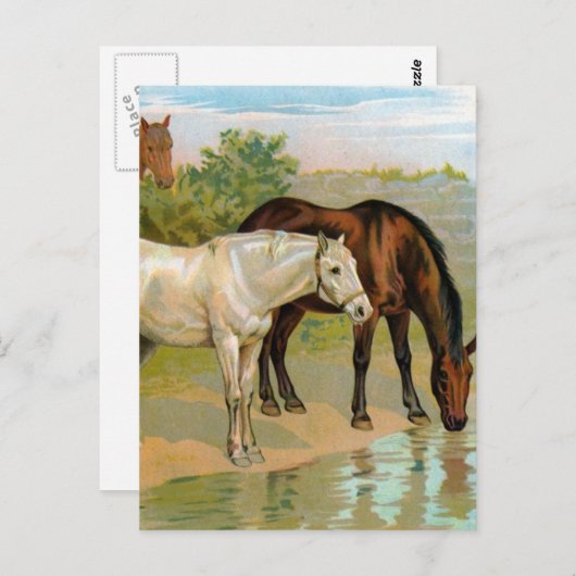  paardenschilderen briefkaart (Voorkant / Achterkant)