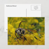 Paardenschoen Briefkaart (Voorkant / Achterkant)