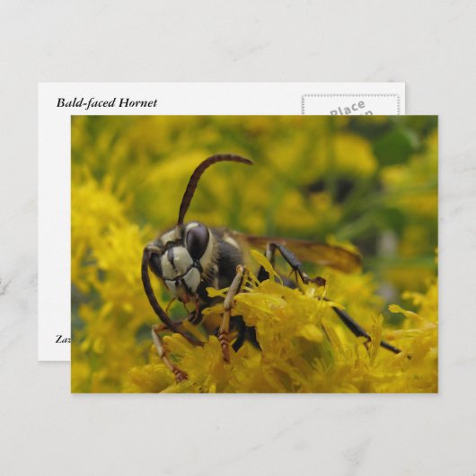 Paardenschoen Briefkaart (Voorkant / Achterkant)