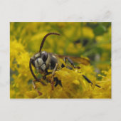 Paardenschoen Briefkaart (Voorkant)