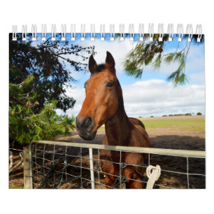 Paardenschoonheid, Kalender