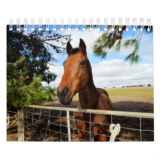 Paardenschoonheid, Kalender (Hoes)