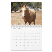 Paardenschoonheid, Kalender (Mar 2027)
