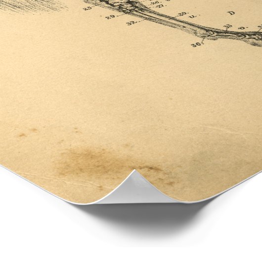 Paardenskelet Anatomy 1908  afdrukken Poster (Hoek)