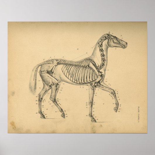 Paardenskelet Anatomy 1908 afdrukken Poster (Voorkant)