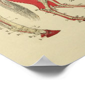 Paardenskelet Anatomy Print 1902 (Hoek)