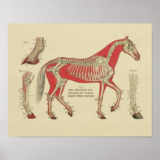 Paardenskelet Anatomy Print 1902 (Voorkant)