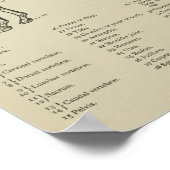 Paardenskeletanatomie Afdrukken Poster (Hoek)