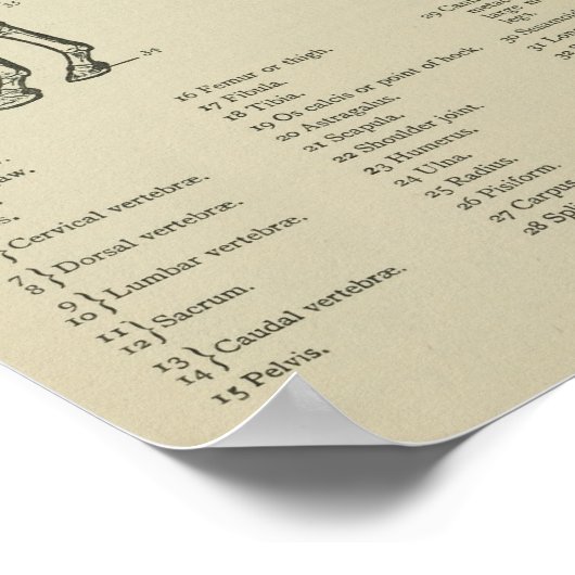 Paardenskeletanatomie Afdrukken Poster (Hoek)