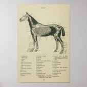 Paardenskeletanatomie Afdrukken Poster (Voorkant)