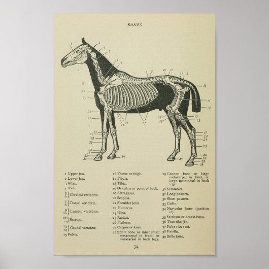 Paardenskeletanatomie Afdrukken Poster (Voorkant)