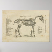 Paardenskeletanatomie Afdrukken Poster (Voorkant)