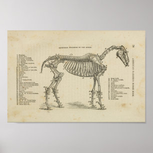 Paardenskeletanatomie Afdrukken Poster