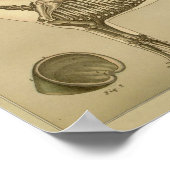 Paardenskeletanatomie Afdrukken Poster (Hoek)