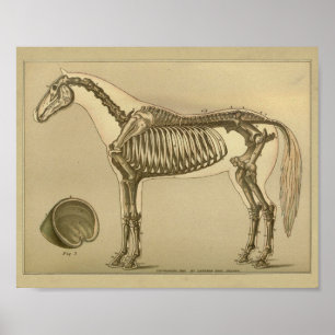 Paardenskeletanatomie Afdrukken Poster