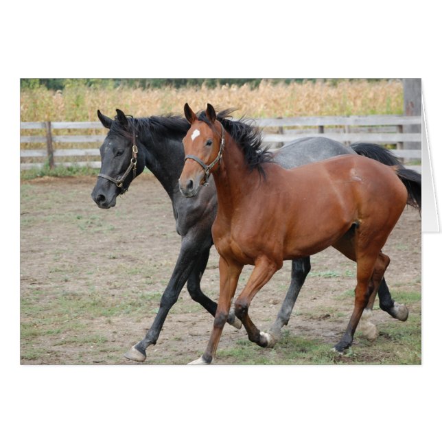 Paardenspel (Voorkant Horizontaal)