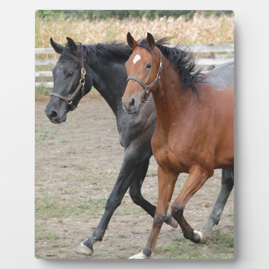 Paardenspel Fotoplaat (Voorkant)