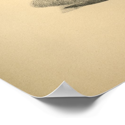 Paardenspier Anatomie 1908  afdrukken Poster (Hoek)