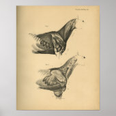 Paardenspier Anatomie 1908  afdrukken Poster (Voorkant)