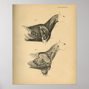 Paardenspier Anatomie 1908  afdrukken Poster