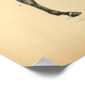 Paardenspier Anatomie 1908  afdrukken Poster (Hoek)