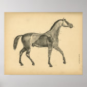 Paardenspier Anatomie 1908  afdrukken Poster (Voorkant)