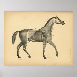 Paardenspier Anatomie 1908  afdrukken Poster