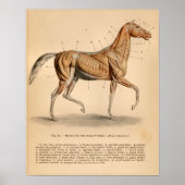 Paardenspier Anatomie Franse  afdruk Poster (Voorkant)