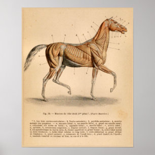 Paardenspier Anatomie Franse  afdruk Poster