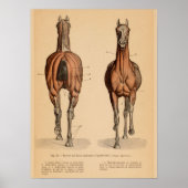 Paardenspier Anatomie Franse  afdruk Poster (Voorkant)