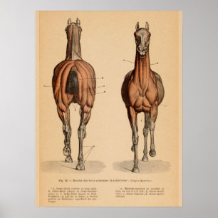Paardenspier Anatomie Franse  afdruk Poster