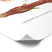 Paardenspier Anatomie Veterinaire Grafiek Poster (Hoek)