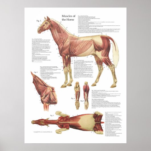 Paardenspier Anatomie Veterinaire Grafiek Poster (Voorkant)