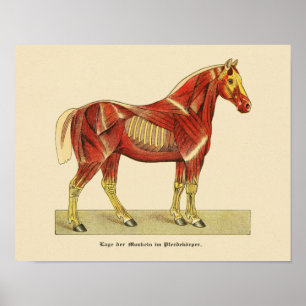 PaardenspierAnatomie Afdrukken  1917 Poster
