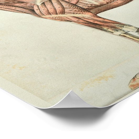 Paardenspieren  Anatomie Afdrukken Poster (Hoek)